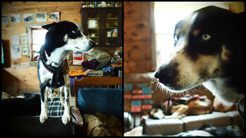 Illustration for article titled Where the Dogs Are: A Dogsledding Photo Diary
